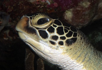 Hawksbill